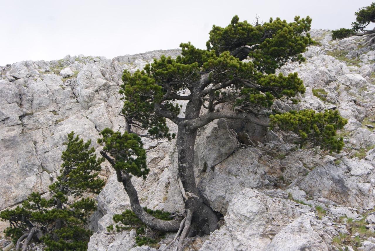 Tana Libera Tutti 1 Nature, Yourself, Love Виджанелло Экстерьер фото